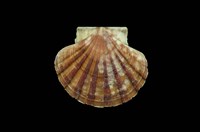 藏品(白碟海扇蛤)的圖片